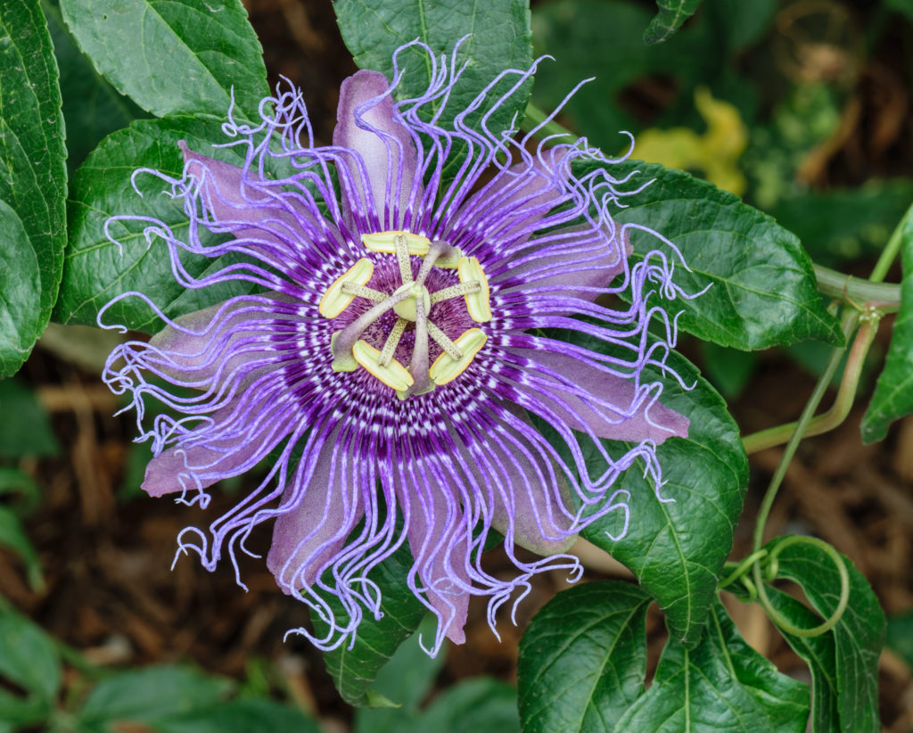 passiflora