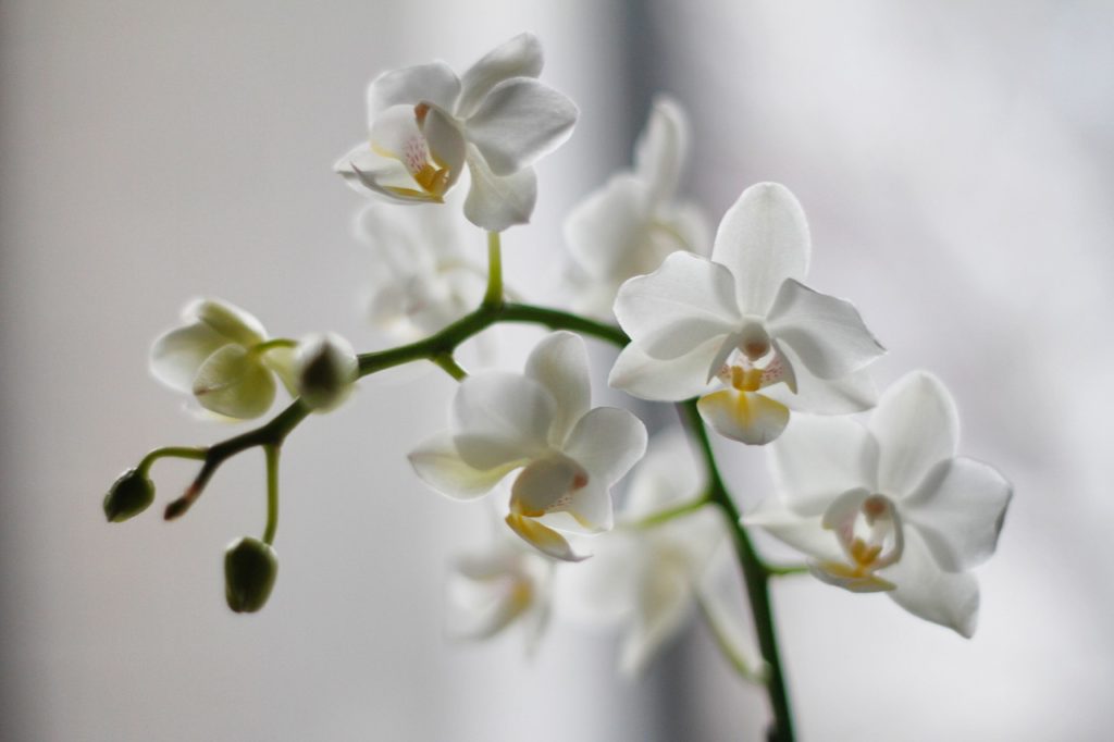 orkide-bakimi-1