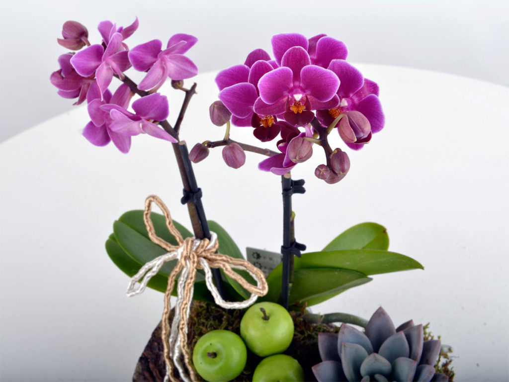 orkide-bakimi-4
