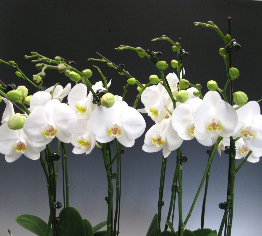 orkide-bakimi-5