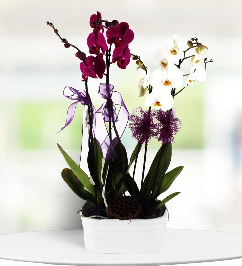 orkide-bakimi-6