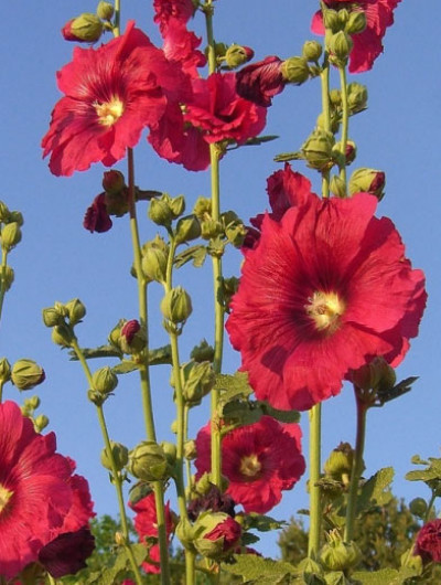 Hatmi Çiçeği Faydaları Nelerdir?