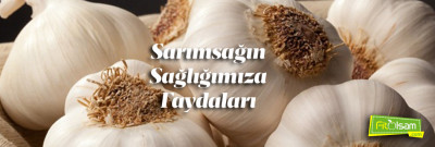 Sarımsağın Sağlığımıza Faydaları