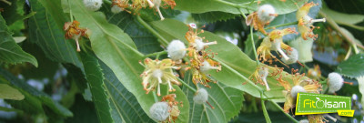 Ihlamurun Faydaları Nelerdir?