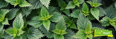 Isırgan Otunun Faydaları