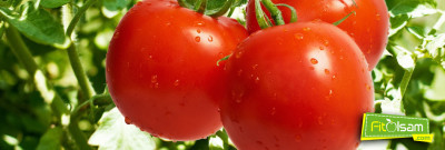 Domatesin Faydaları