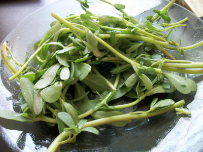 Semizotunun Faydaları