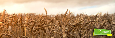 Çavdarın Faydaları