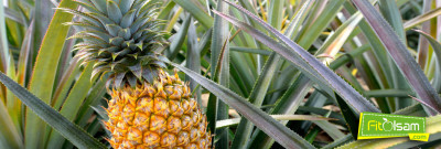 Ananasın Faydaları