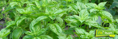 Fesleğenin Faydaları