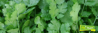 Kişnişin Faydaları