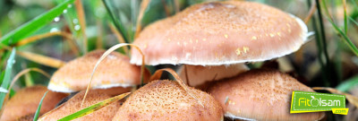 Mantarın Faydaları