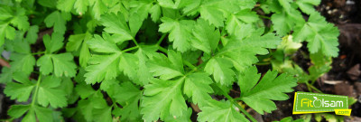 Maydanozun Faydaları