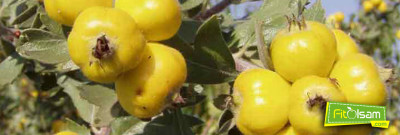 Alıç nedir? Faydaları nelerdir?