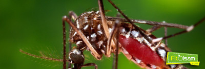 Zika Virüsü Enfeksiyonu ve Tedavisi