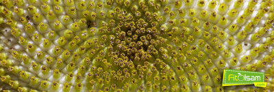 Ayçiçeği Tohumunun 12 İnanılmaz Faydası