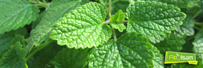 Limon Balsamı ve Faydaları