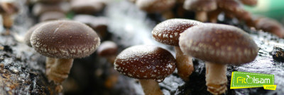 Şiitake Mantarlarının Faydaları ve Kullanım Alanları