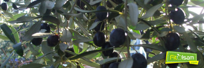 Zeytin Yaprağı Ekstraktının 11 Muhteşem Faydası