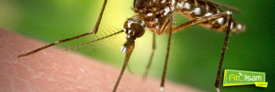 Gebelikte Zika Virüsü Nedir?