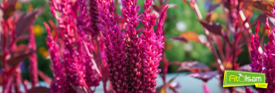 Amarant (Horozibiği ) Bitkisi Nedir ve Faydaları Nelerdir?