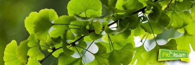 Ginkgo Biloba Nedir? Faydaları Nelerdir?