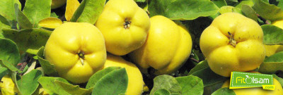 Ayvanın Faydaları Nelerdir ?