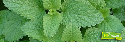 Melisa Otunun Faydaları Nelerdir? Melisa Otu Nasıl Kullanılır?