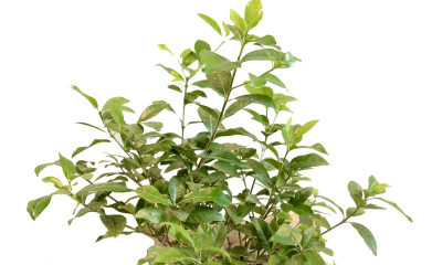 Gardenya Uçucu Yağının Faydaları