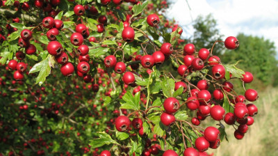 Ashwagandha (Hint Ginsengi) Nedir, Faydaları Nelerdir?