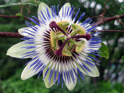 Passiflora Nedir, Nasıl Kullanılır?