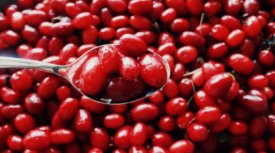 Şifa Deposu Kızılcık Hakkında Bilmeniz Gereken 6 Şey