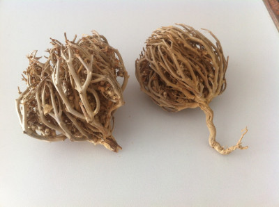 Meryem Ana Otu Nasıl Kullanılır, Faydaları Nelerdir ?