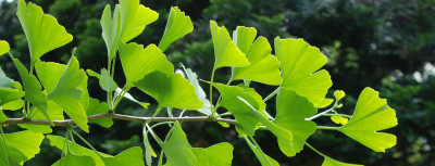 Ginko Biloba Nedir? Ginko Biloba Faydaları Nelerdir?