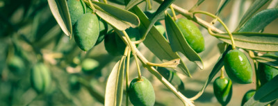 Zeytin Yaprağı Nedir? Zeytin Yaprağının Faydaları Nelerdir?
