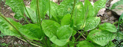 Damar Otu Nedir? Damar Otunun Faydaları Nelerdir?