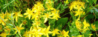 Sarı Kantaron Nedir? Sarı Kantaronun Faydaları Nelerdir?