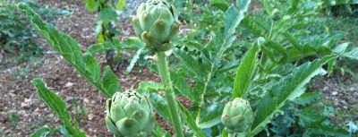 Enginar Yaprağı Nedir? Enginar Yaprağının Faydaları Nelerdir?