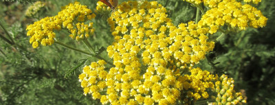 Çivan Perçemi Nedir? Çivan Perçeminin Faydaları Nelerdir?