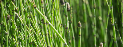 Kırkkilit Nedir? Kırkkilitin Faydaları Nelerdir?