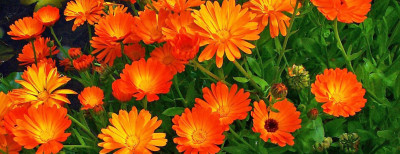 Aynı Safa Nedir? Aynı Safanın Faydaları Nelerdir?