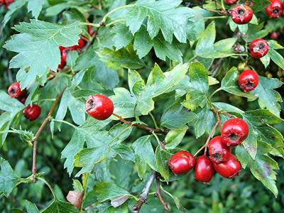 Alıç Meyvesi Nedir? Alıç Meyvesinin Faydaları Nelerdir?