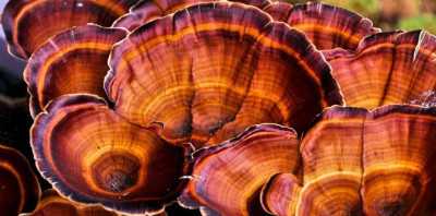 Ganoderma Mantarı Nedir? Ganoderma Mantarının Faydaları Nelerdir?