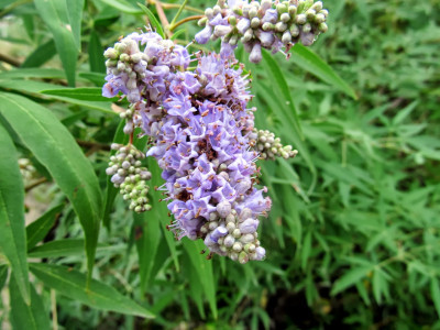 Hayıt Meyvesi Nedir? Hayıt Meyvesi Faydaları Nelerdir?