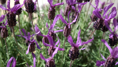 Karabaş Otu Nedir? Karabaş Otu Faydaları Nelerdir?