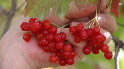 Gilaburu Nedir? Gilaburu Faydaları Nelerdir?