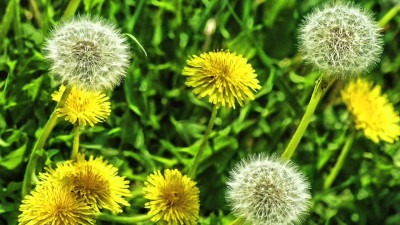 Hindiba Yaprağı Nedir? Hindiba Yaprağı Faydaları Nelerdir?