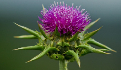 Deve Dikeni Tohumu Nedir ? Faydaları Nelerdir?