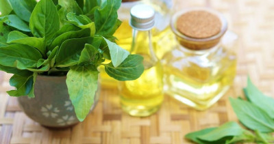 Fesleğen Yağının İnanılmaz Faydaları