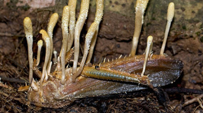 Kordiseps mantarı nedir?